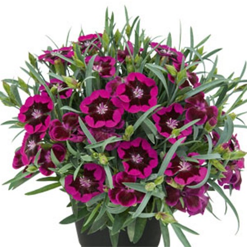 Dianthus TOUCH 'Berry Touch' - Nelk TOUCH 'Berry Touch' 